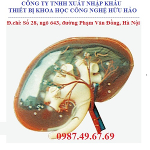 MÔ HÌNH GIẢI PHẪU THẬN NGƯỜI