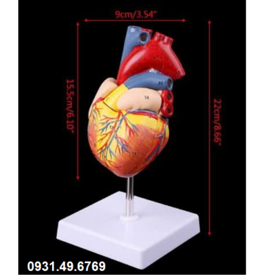 MÔ HÌNH GIẢI PHẪU TIM