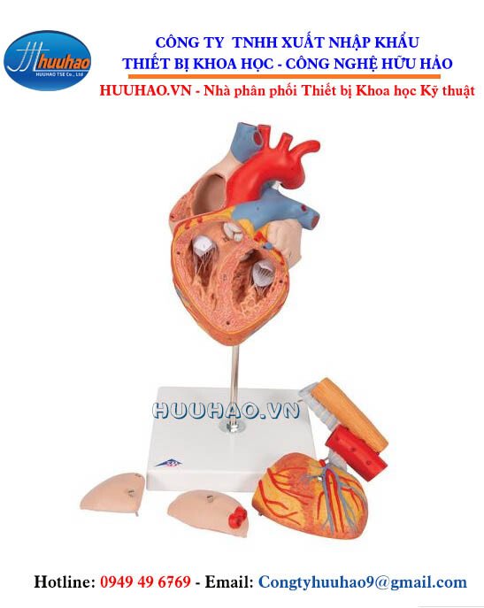 Mô hình giải phẫu tim 5 phần