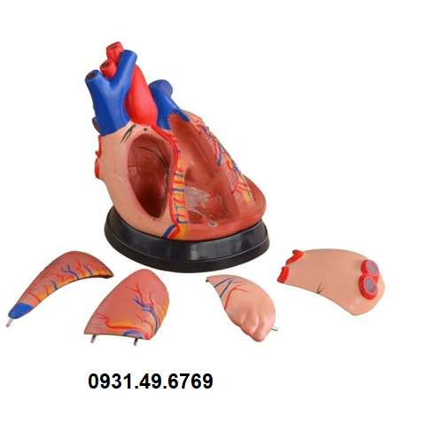 MÔ HÌNH GIẢI PHẪU TIM GẤP 3 LẦN KÍCH THƯỚC THẬT 5 PHẦN