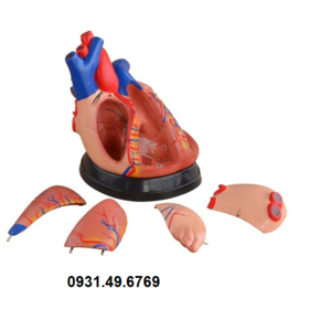 MÔ HÌNH GIẢI PHẪU TIM GẤP 3 LẦN KÍCH THƯỚC THẬT 5 PHẦN