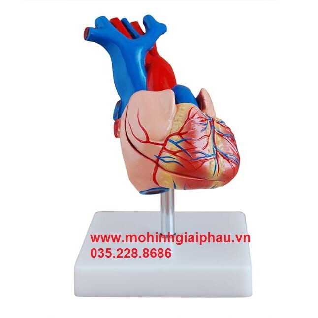Mô hình tim người 2 phần tách rời