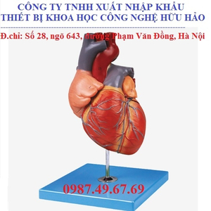 Mô hình giải phẫu tim người GD/A16007