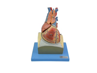 Mô hình giải phẫu tim người lớn