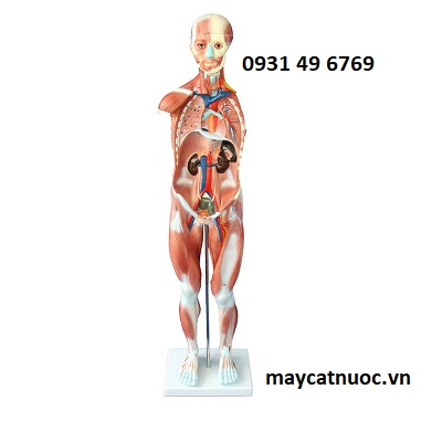 Mô hình giải phẫu cơ thể người toàn thân 80cm