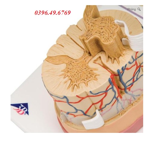 Mô hìn giải phẫu tuỷ sống model 1000238 [C41] 3b scientific