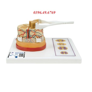 MÔ HÌNH GIẢI PHẪU TUỶ SỐNG MODEL 1000238 [C41] 3B SCIENTIFIC