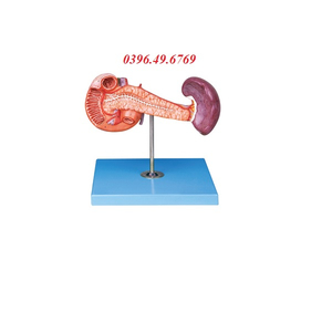 MÔ HÌNH GIẢI PHẪU TUYẾN TUỴ LÁ LÁCH VÀ TÁ TRÀNG MODEL GD/A12004