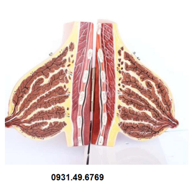 MÔ HÌNH GIẢI PHẪU TUYẾN VÚ