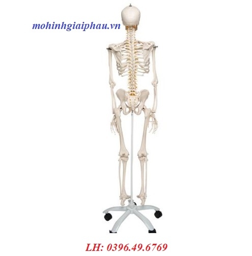 Mô hình bộ xương người linh hoạt 1020178