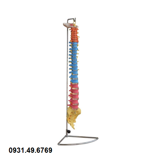 MÔ HÌNH GIẢI PHẪU XƯƠNG CỘT SỐNG SƠN MÀU