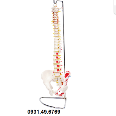 MÔ HÌNH GIẢI PHẪU XƯƠNG CỘT SỐNG VÀ KHUNG CHẬU SƠN CƠ