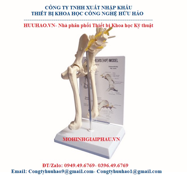 Mô hình giải phẫu xương khớp hông của chó