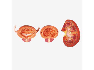 Mô hình hệ bài tiết