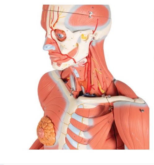 Mô hình hệ cơ toàn thân 3/4 kích thước thật 1013881