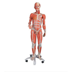 Mô hình hệ cơ toàn thân 45 phần 1013881- 3/4 Life-Size Dual Sex Human Muscle Model on Metal Stand, 45-part