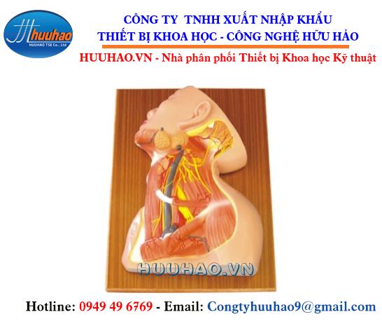 Mô hình hệ thần kinh và hệ cơ ở cổ HHS1131