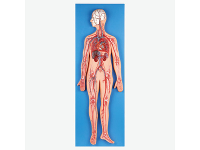 Mô hình hệ tuần hoàn