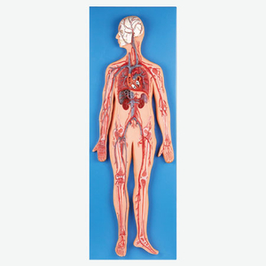 Mô hình hệ thống tuần hoàn