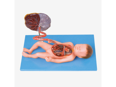 Mô hình hệ tuần hoàn của thai nhi