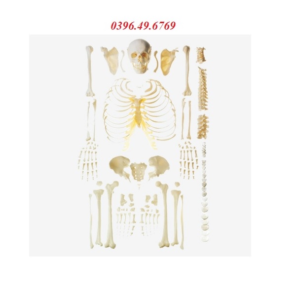Mô hình bộ xương người rời từng phần GD/A11103
