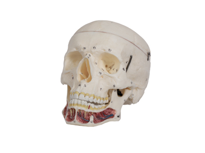 Mô hình hộp sọ người lớn có dây thần kinh