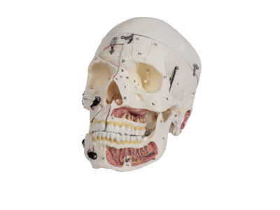 Mô hình hộp sọ người lớn với mạch máu thần kinh