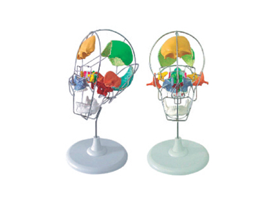 Mô hình hộp sọ tách rời (Người lớn)