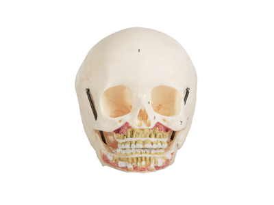 Mô hình hộp sọ trẻ em