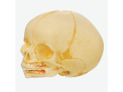 Mô hình hộp sọ trẻ sơ sinh