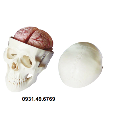 MÔ HÌNH HỘP SỌ VÀ NÃO