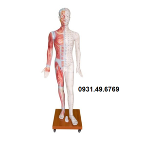 MÔ HÌNH HUYỆT VỊ CHÂM CỨU TOÀN THÂN SƠN CƠ 178CM