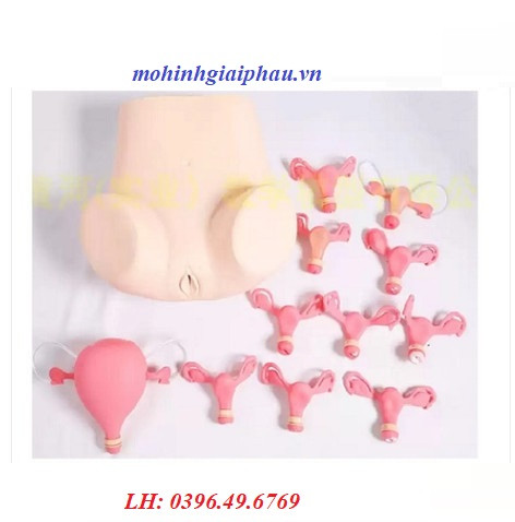 Mô hình khám phụ khoa