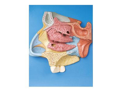 Mô hình khoang mũi cắt đứng dọc