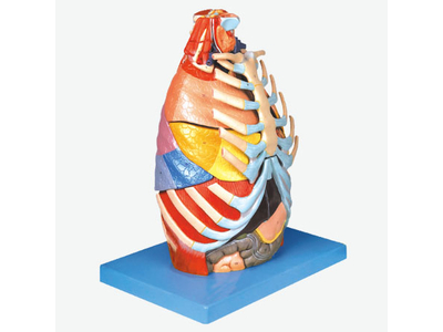 Mô hình khoang ngực