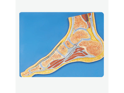 Mô hình khớp bàn chân