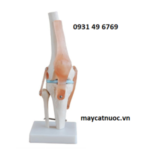 Mô hình khớp gối HH-111