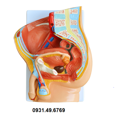 MÔ HÌNH KHUNG CHẬU NAM