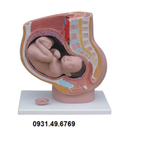 MÔ HÌNH KHUNG CHẬU NỮ VÀ THAI NHI