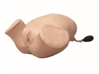 Mô hình kiểm tra hậu môn và âm đạo