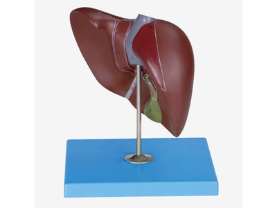 Mô hình lá gan