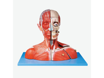 Mô hình mạch máu đầu và cổ, thần kinh và não