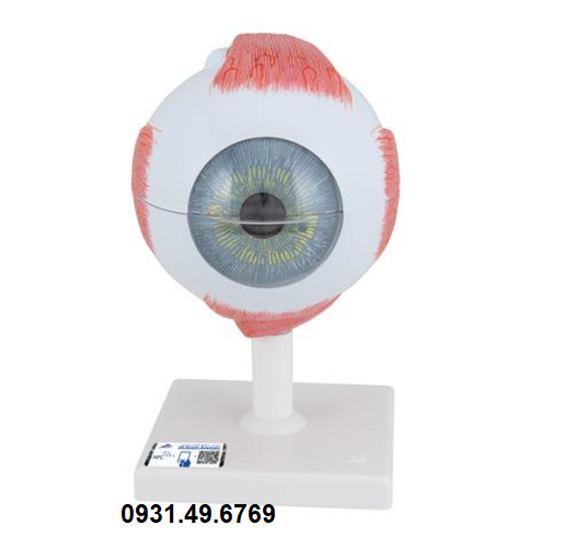MÔ HÌNH GIẢI PHẪU MẮT KÍCH THƯỚC 5 LẦN KÍCH THƯỚC THẬT, 6 PHẦN HÃNG 3B SCIENTIFIC 1000255 (F10)