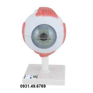 MÔ HÌNH GIẢI PHẪU MẮT KÍCH THƯỚC 5 LẦN KÍCH THƯỚC THẬT, 6 PHẦN HÃNG 3B SCIENTIFIC 1000255 (F10)
