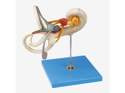 Mô hình mê đạo của tai