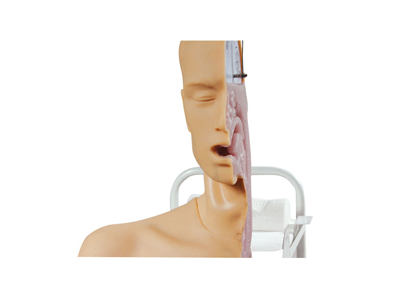 Mô hình mô phỏng cơ chế nuốt thức ăn