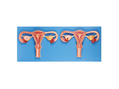 Mô hình mô phỏng quá trình thụ tinh