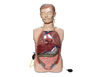 Mô hình mô phỏng rửa dạ dày trong suốt