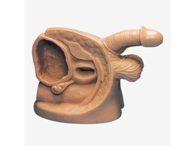 Mô hình mô phỏng thông niệu đạo nam