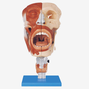 Mô hình mũi, miệng, hầu, họng